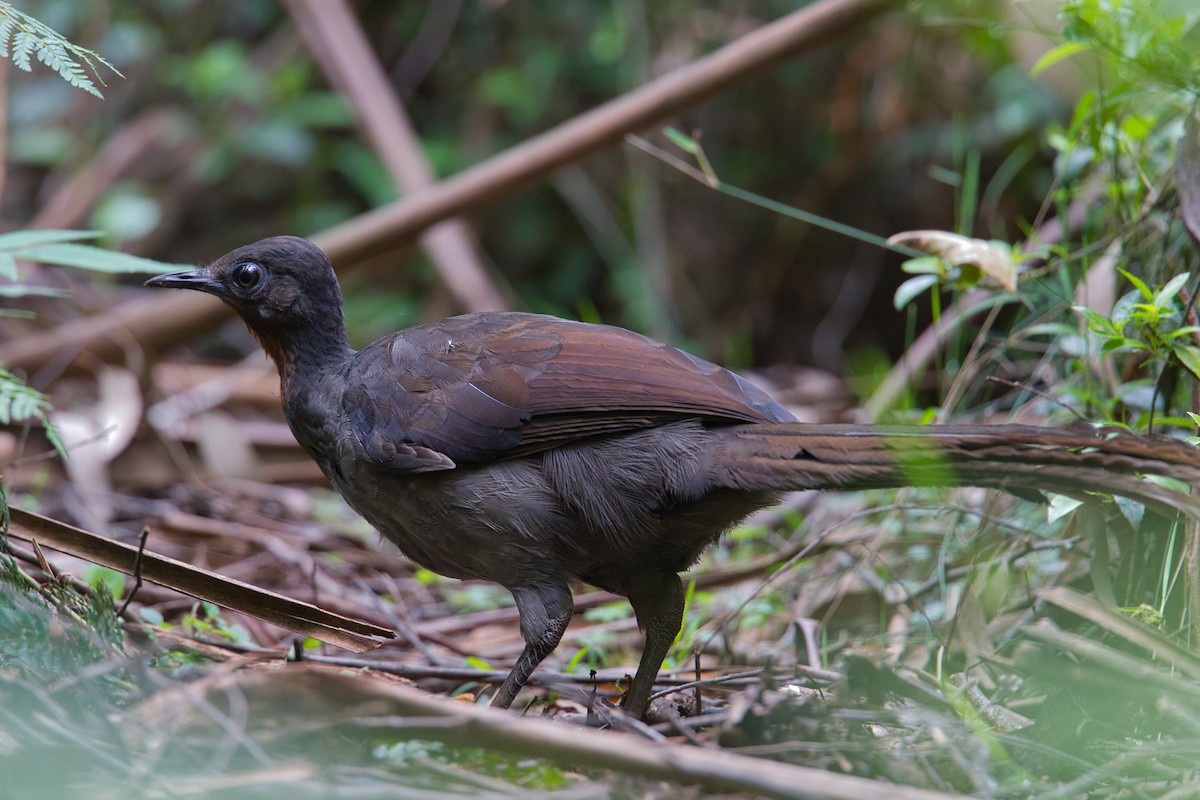 Superb Lyrebird - ML641782193