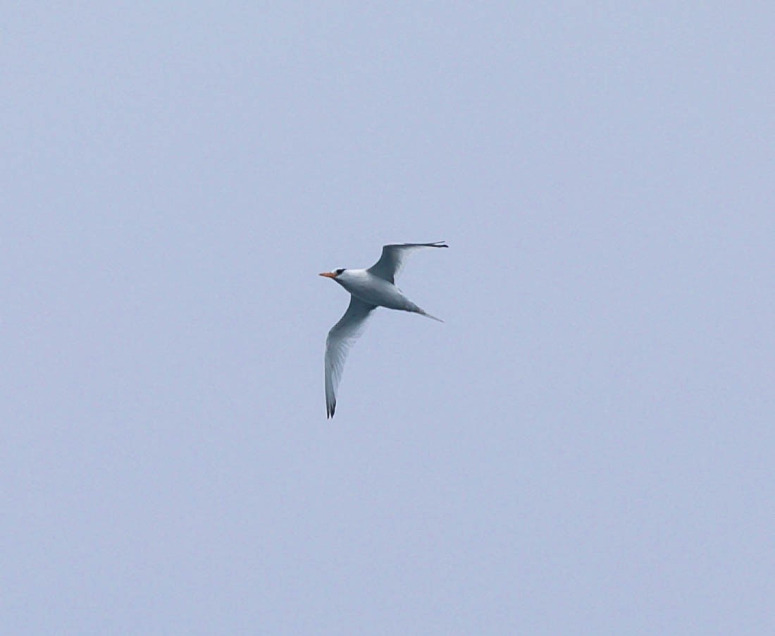 Red-billed Tropicbird - ML641782218