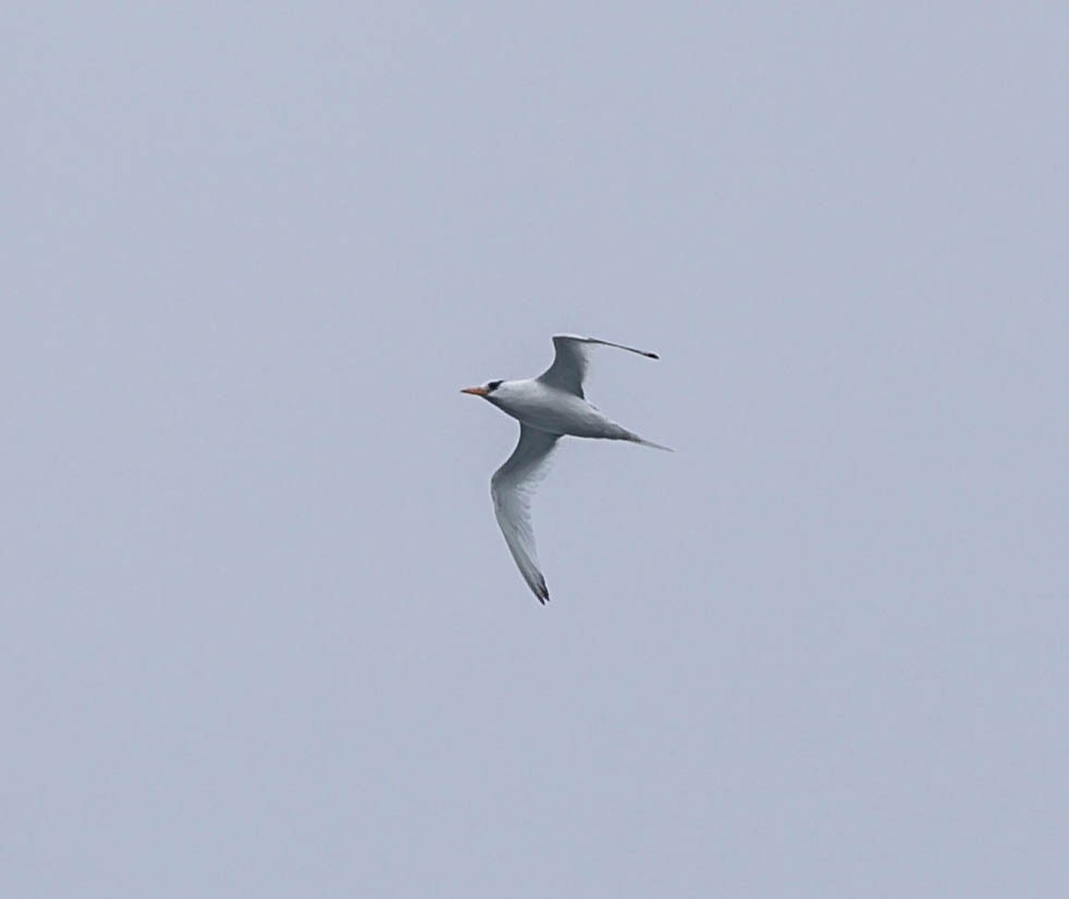Red-billed Tropicbird - ML641782219