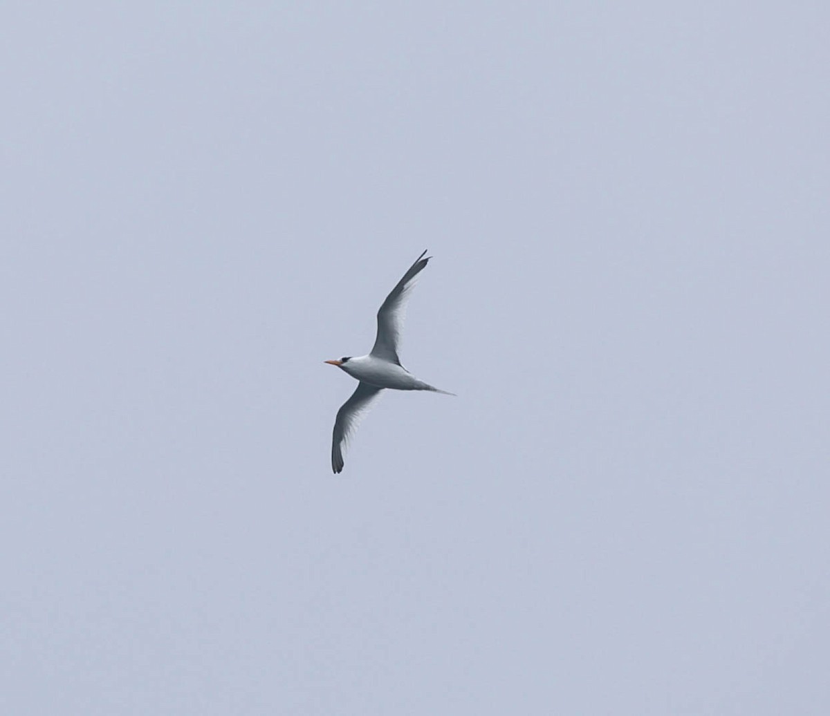 Red-billed Tropicbird - ML641782220