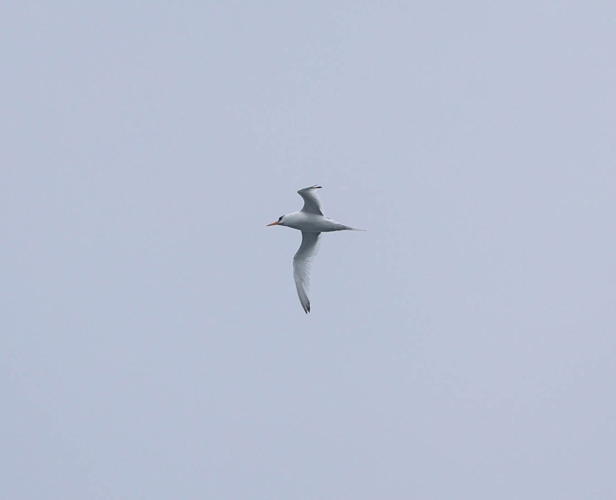 Red-billed Tropicbird - ML641782221