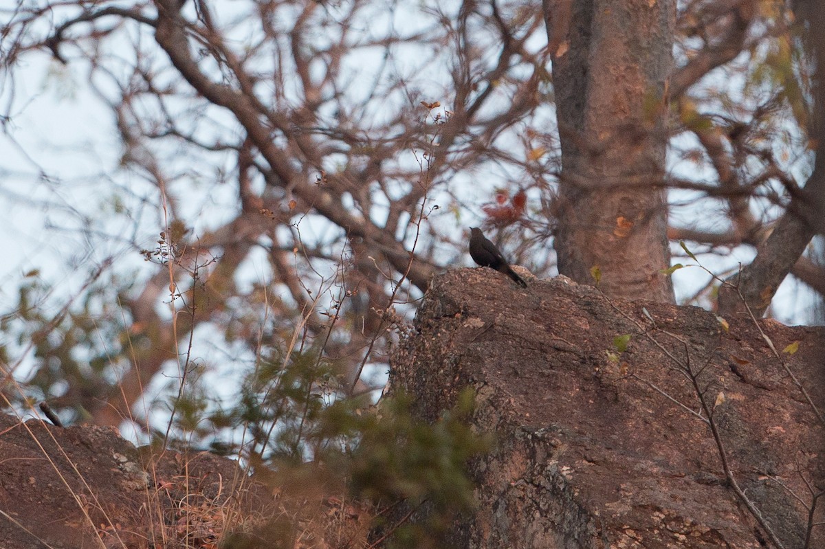 Boulder Chat - ML641782235