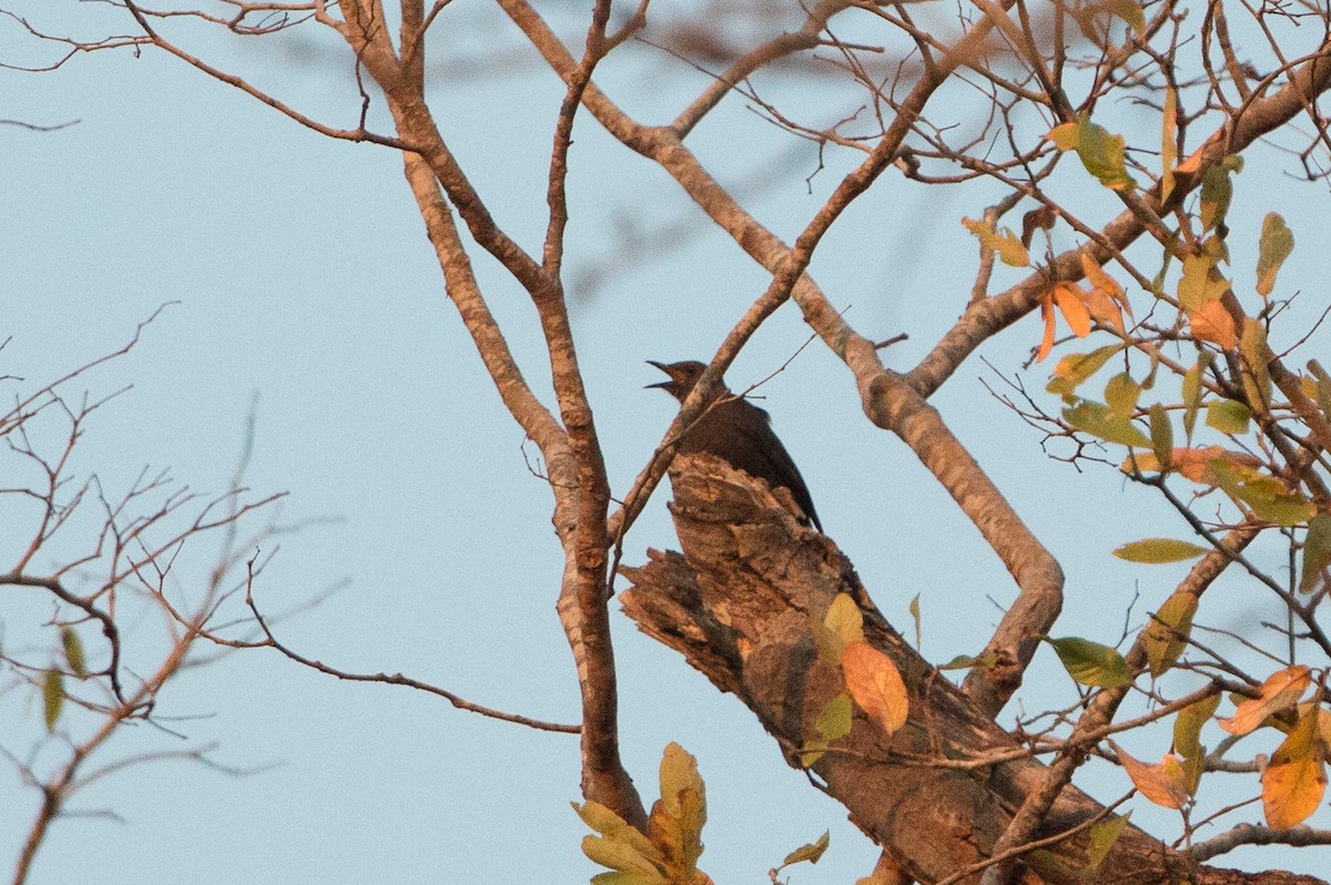 Boulder Chat - ML641782238