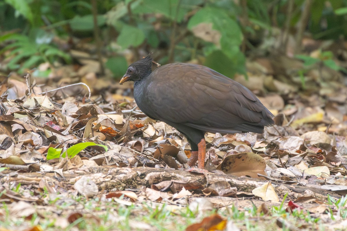 Orange-footed Megapode - ML641782239