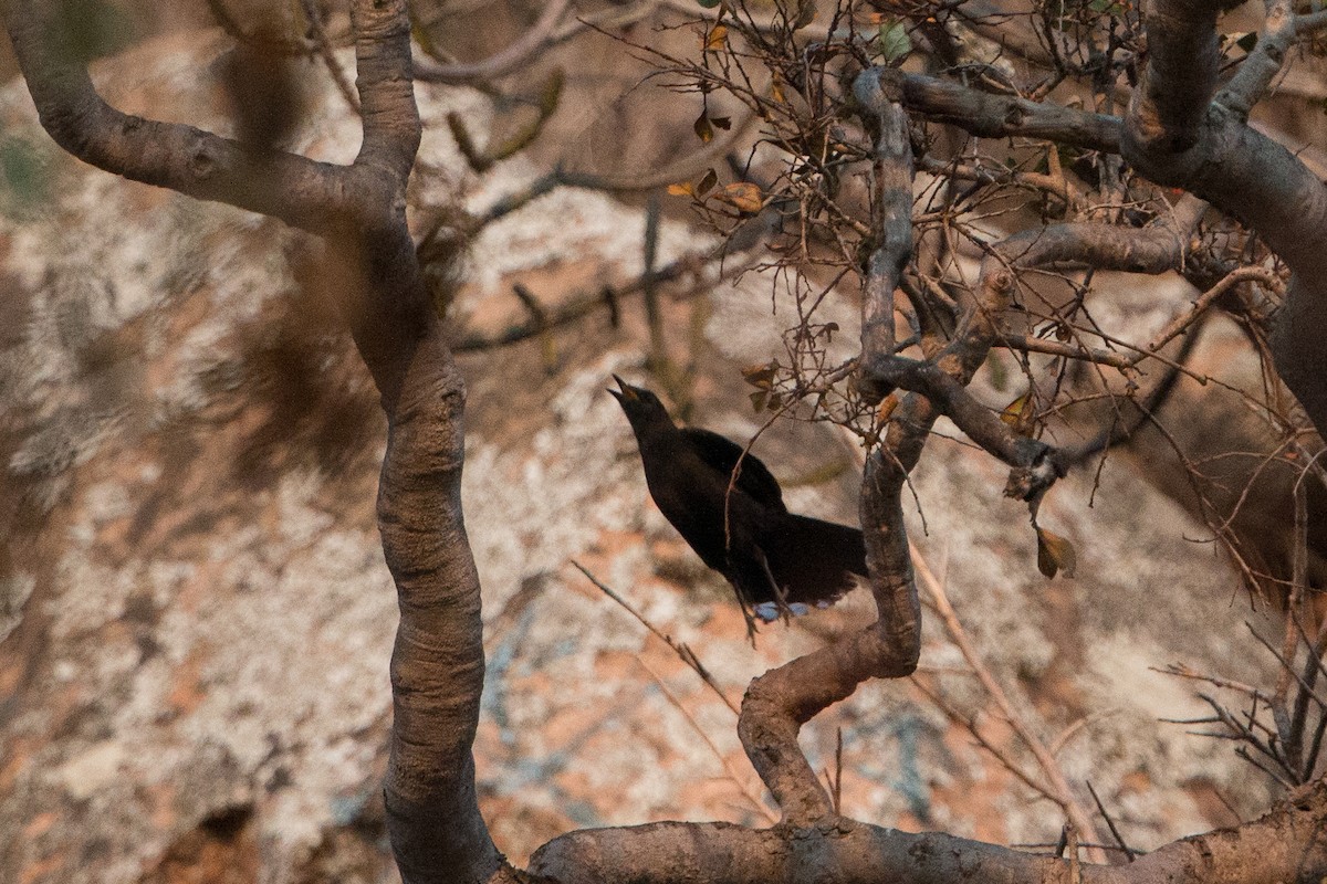 Boulder Chat - ML641782242