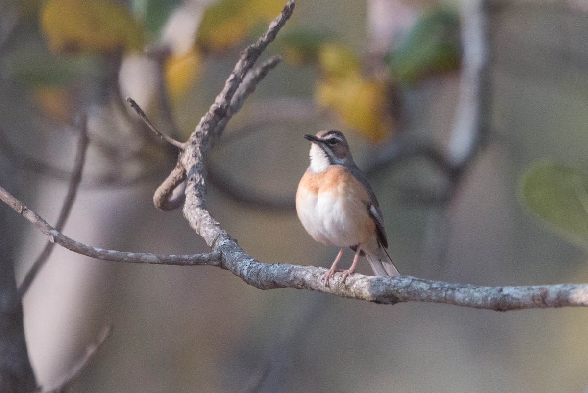 Miombo Scrub-Robin - ML641782249