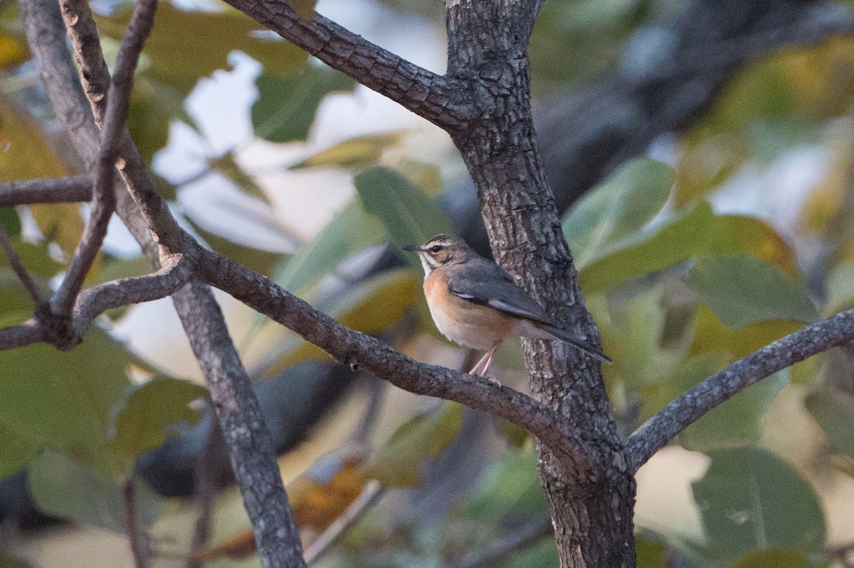 Miombo Scrub-Robin - ML641782250