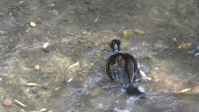 Brandt's Cormorant - ML641782263