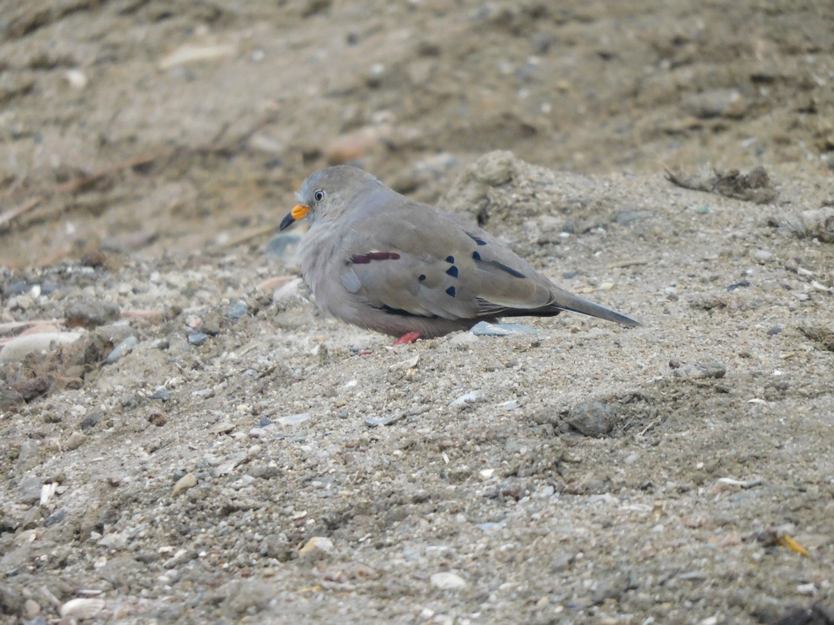 Croaking Ground Dove - ML641782284