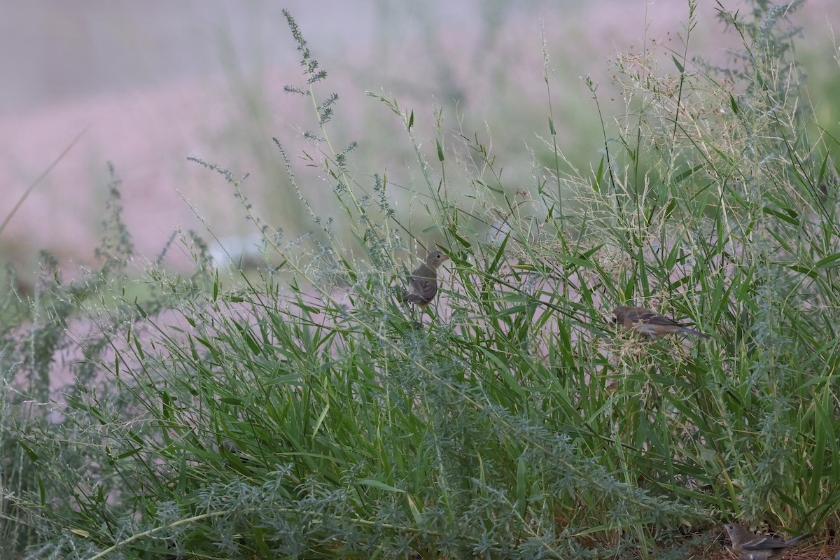 Painted Bunting - ML641782290