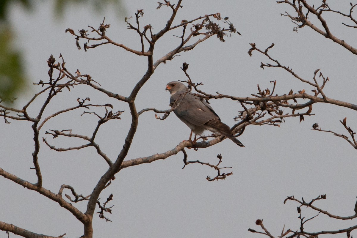 Ovambo Sparrowhawk - ML641782293