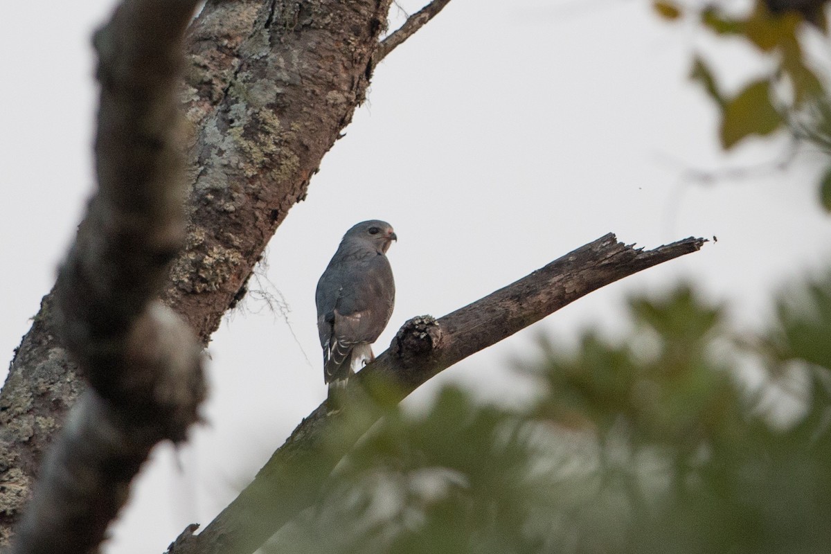 Lizard Buzzard - ML641782321