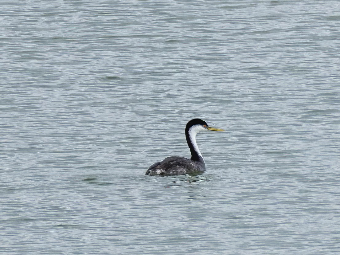 Western Grebe - ML641782336