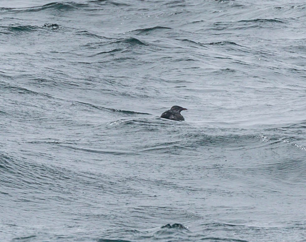 Rhinoceros Auklet - ML641782340