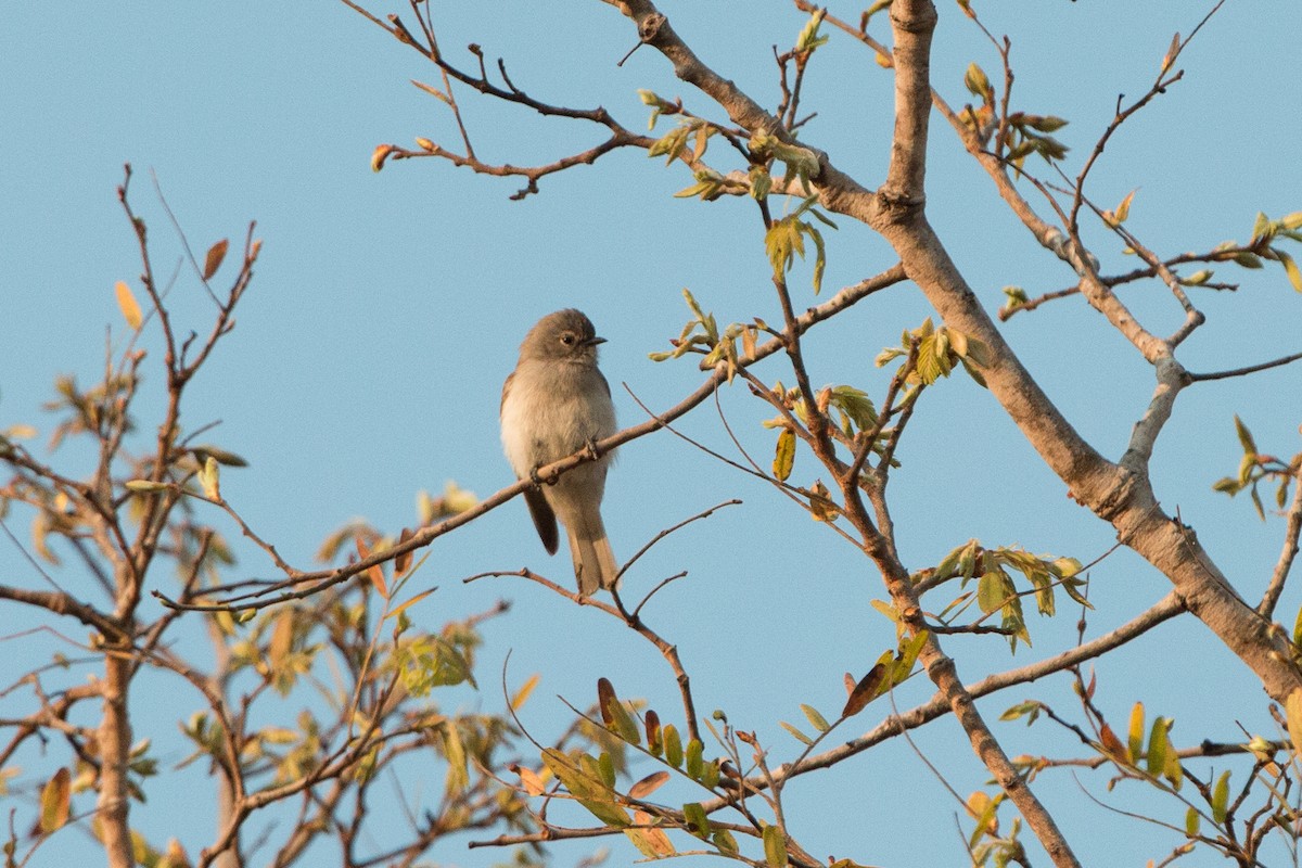 Green-backed Honeybird - ML641782341