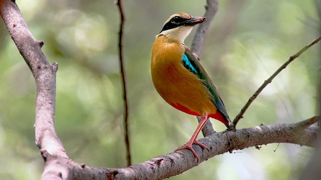 Bengalenpitta - ML641782350