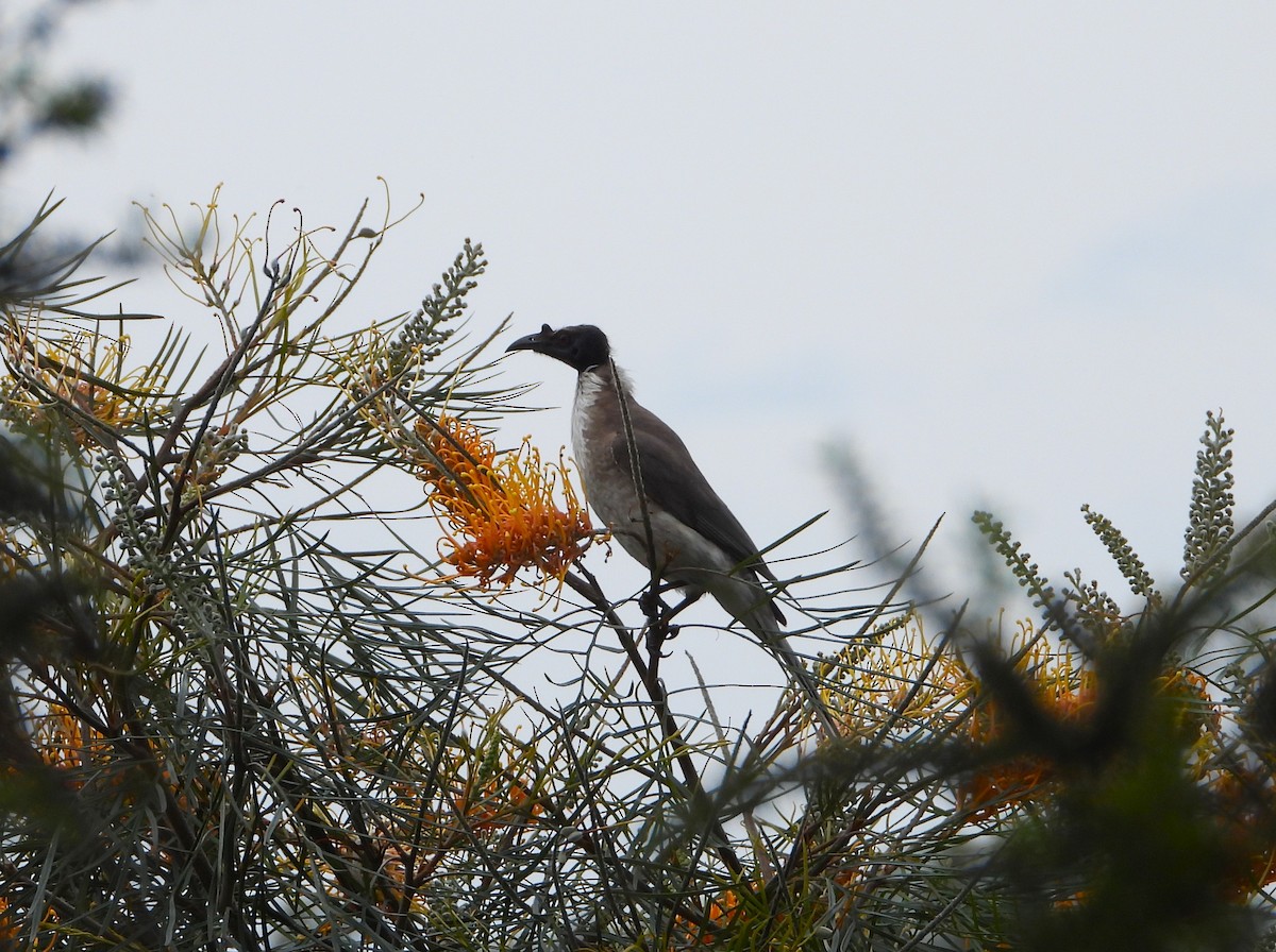 Noisy Friarbird - ML641782351