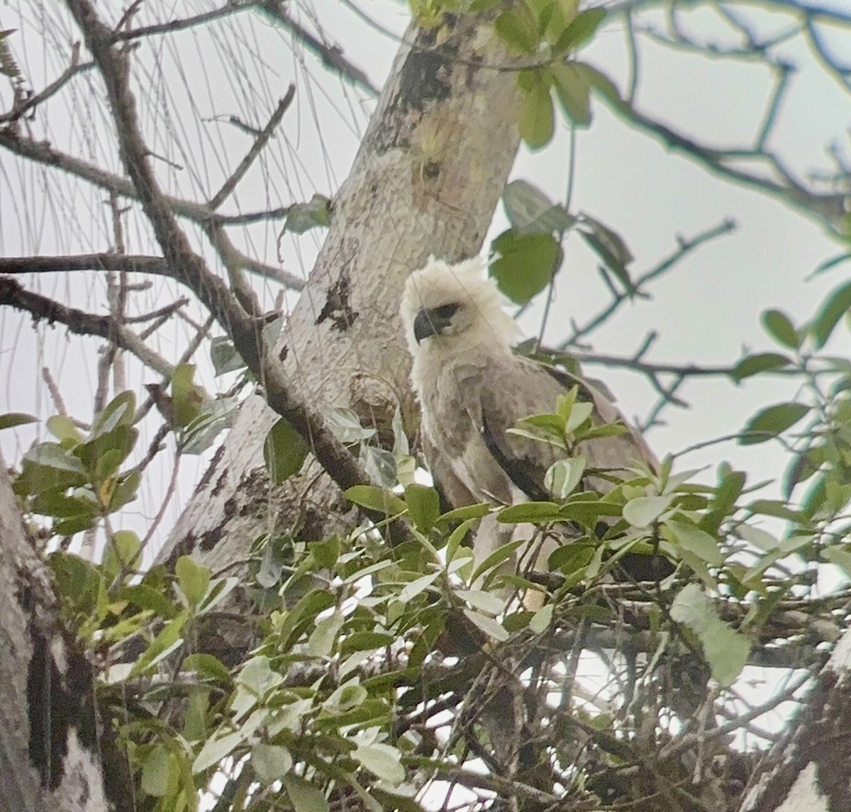 Harpy Eagle - ML641782353