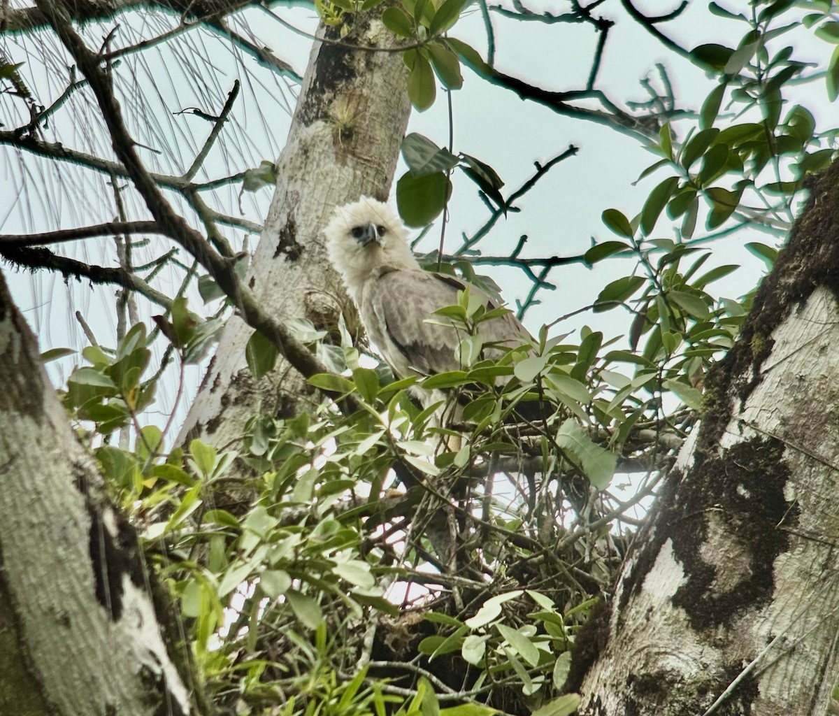 Harpy Eagle - ML641782354