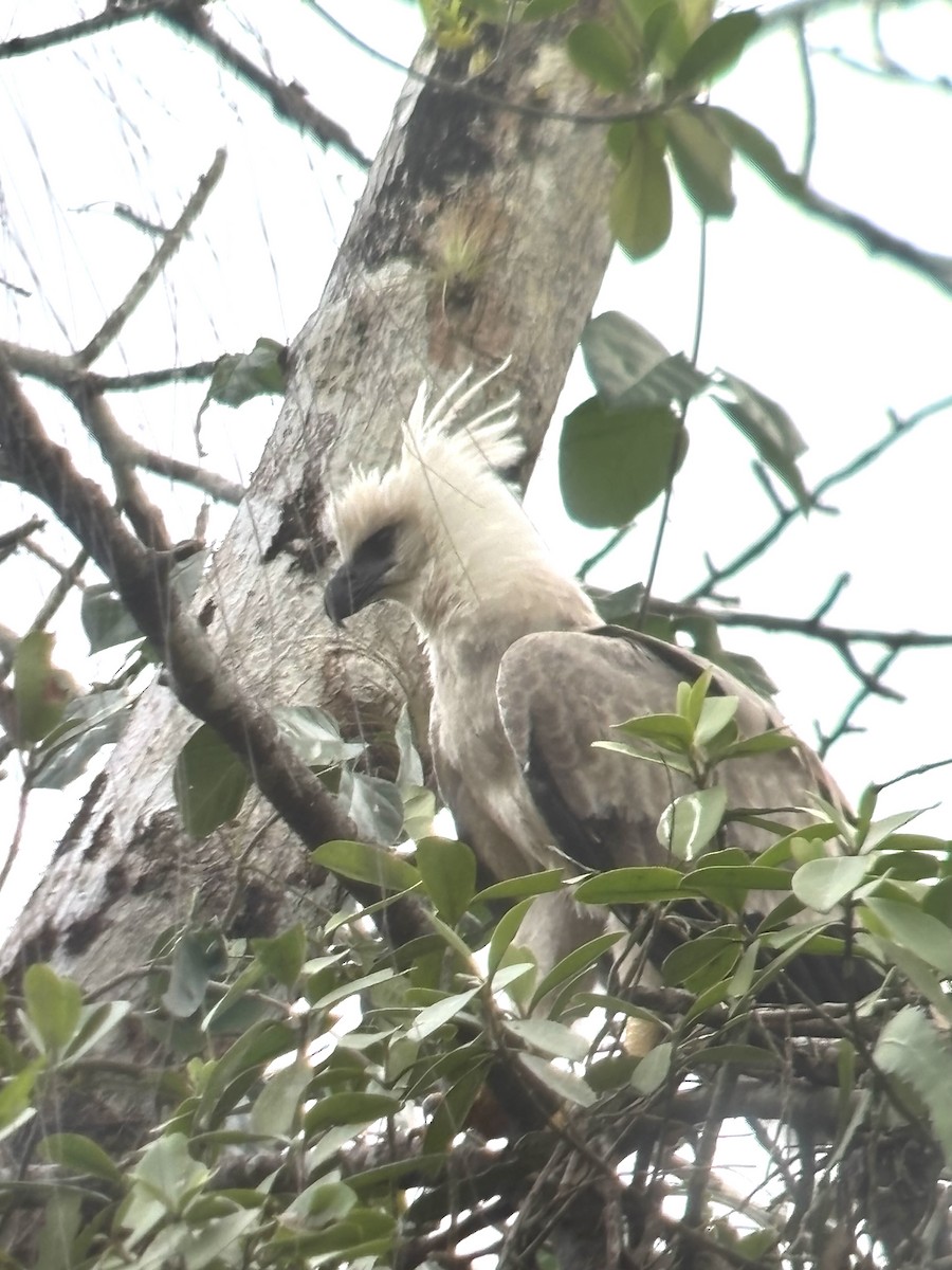 Harpy Eagle - ML641782355