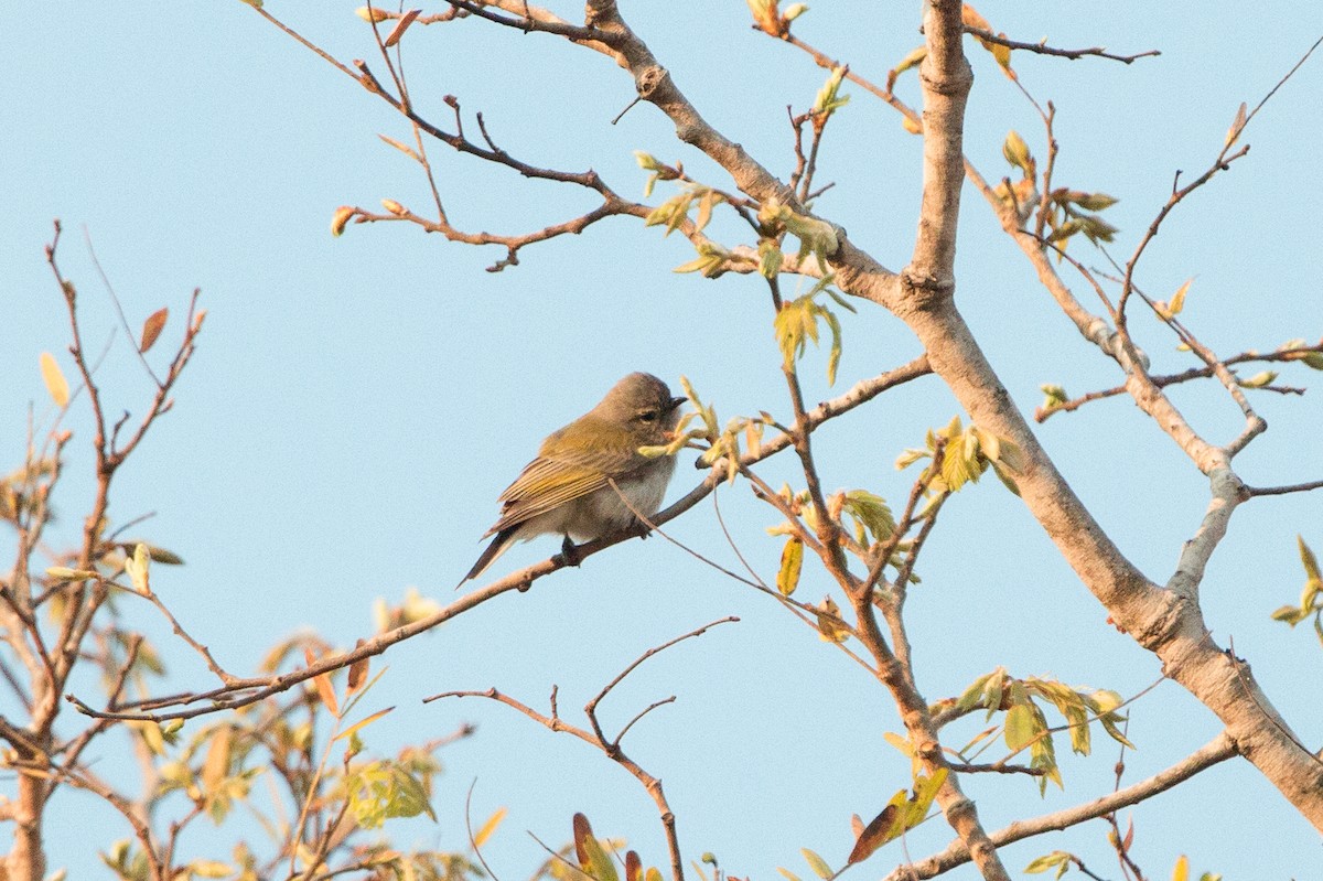 Green-backed Honeybird - ML641782357