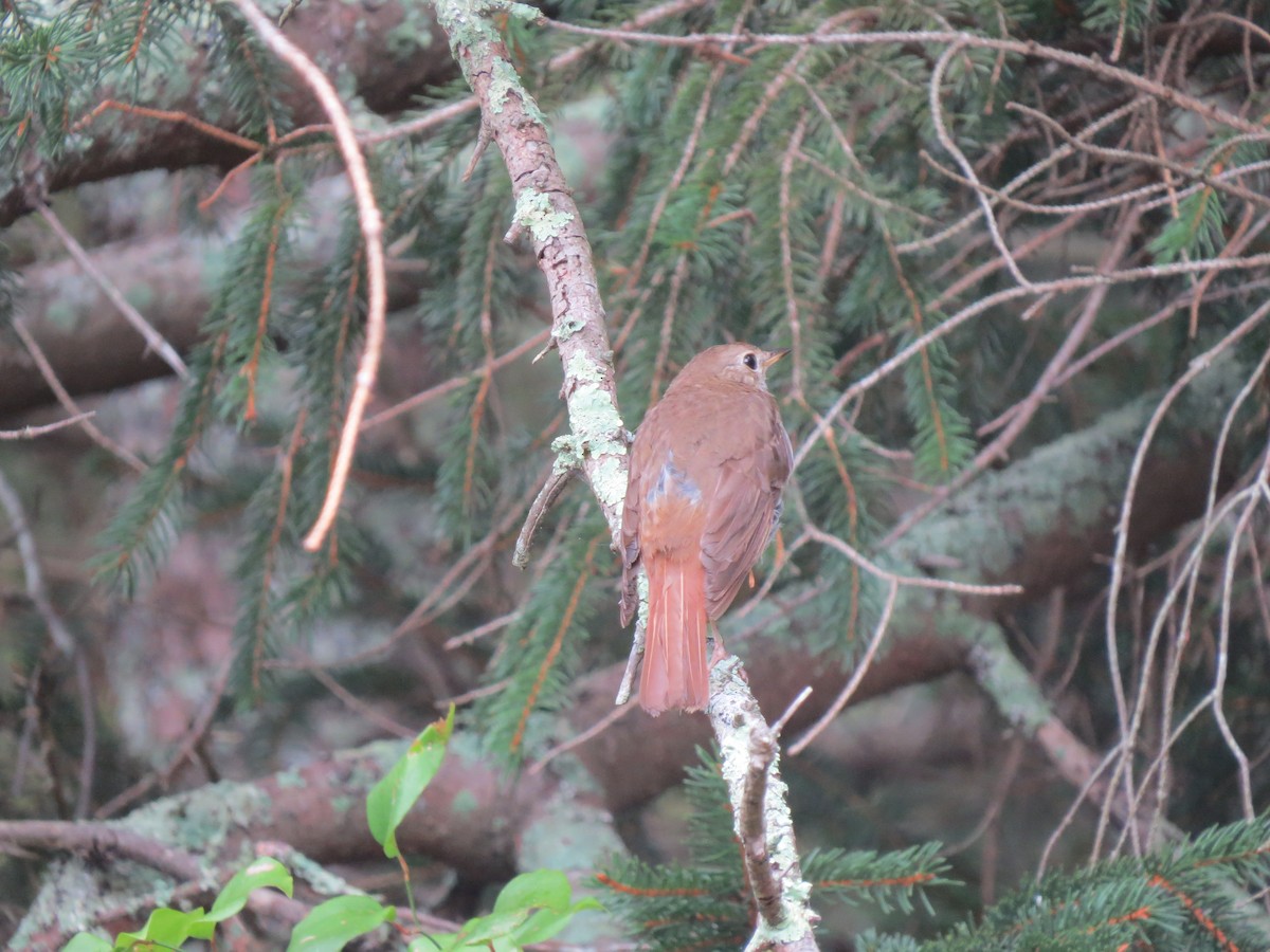 Hermit Thrush - ML641782360