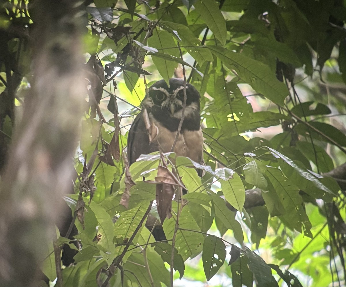 Spectacled Owl - ML641782397