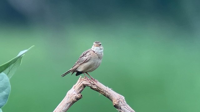 Singing Bushlark - ML641782440