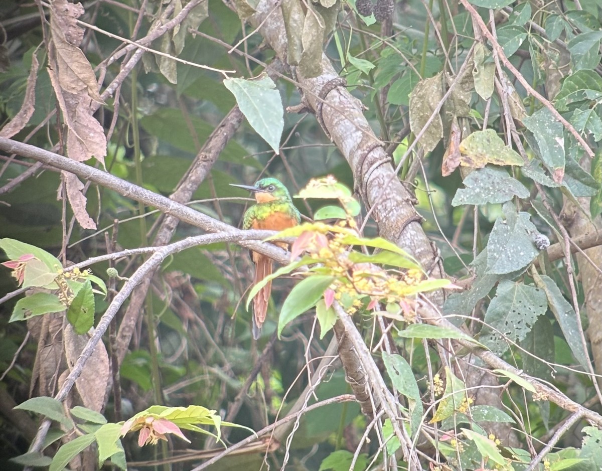 Rufous-tailed Jacamar - ML641782453