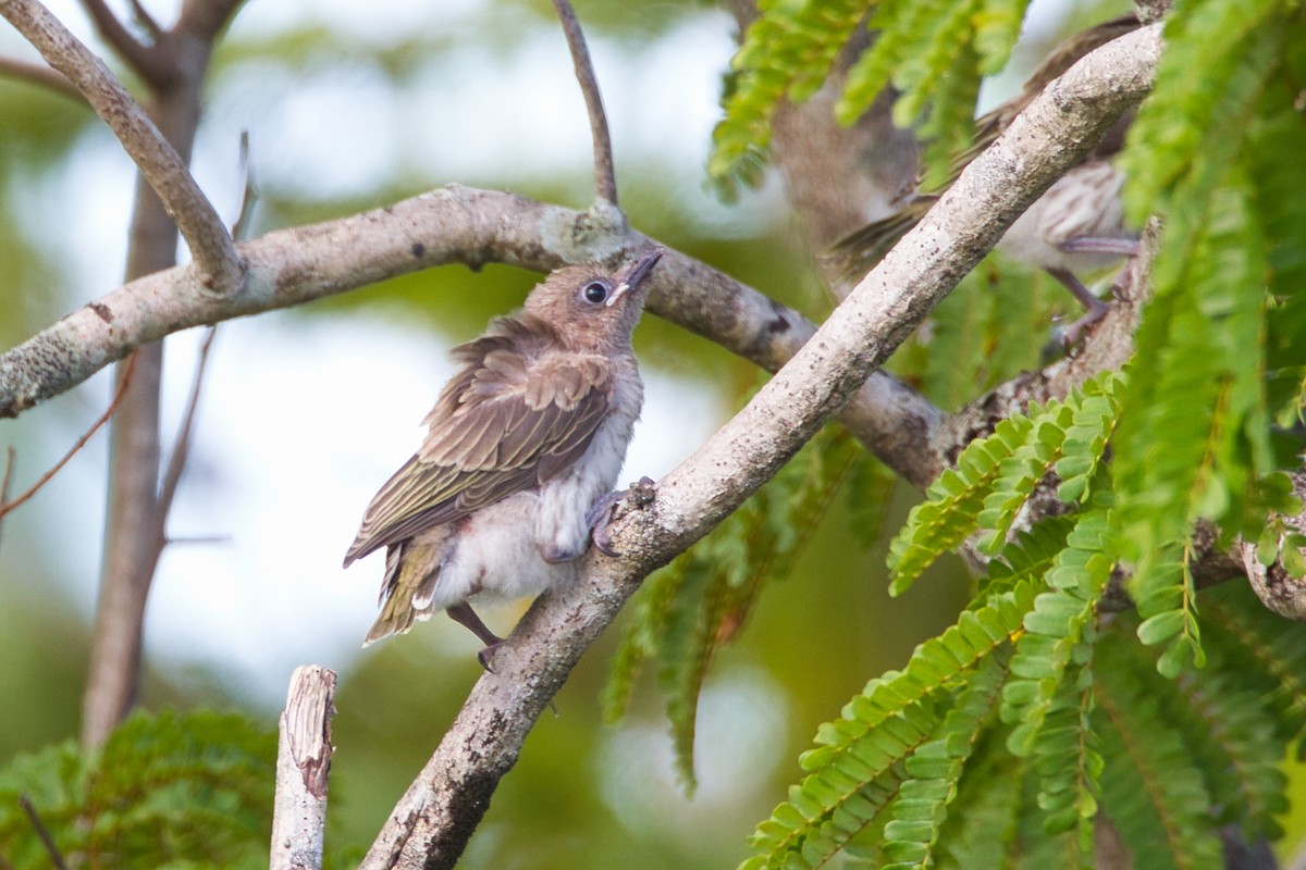 Australasian Figbird - ML641782457