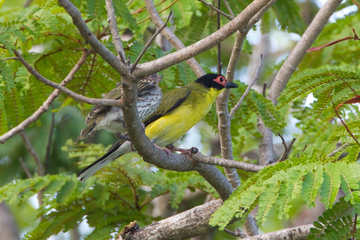 Australasian Figbird - ML641782458