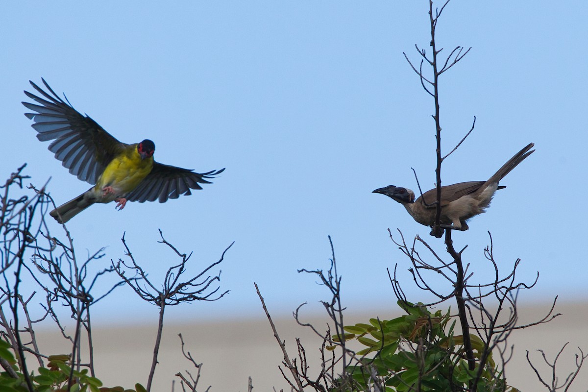 Helmeted Friarbird - ML641782465