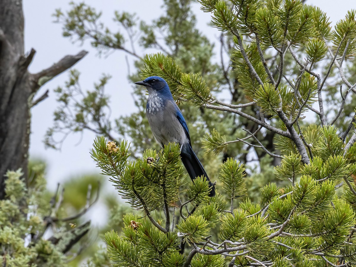 Woodhouse's Scrub-Jay - ML641782495