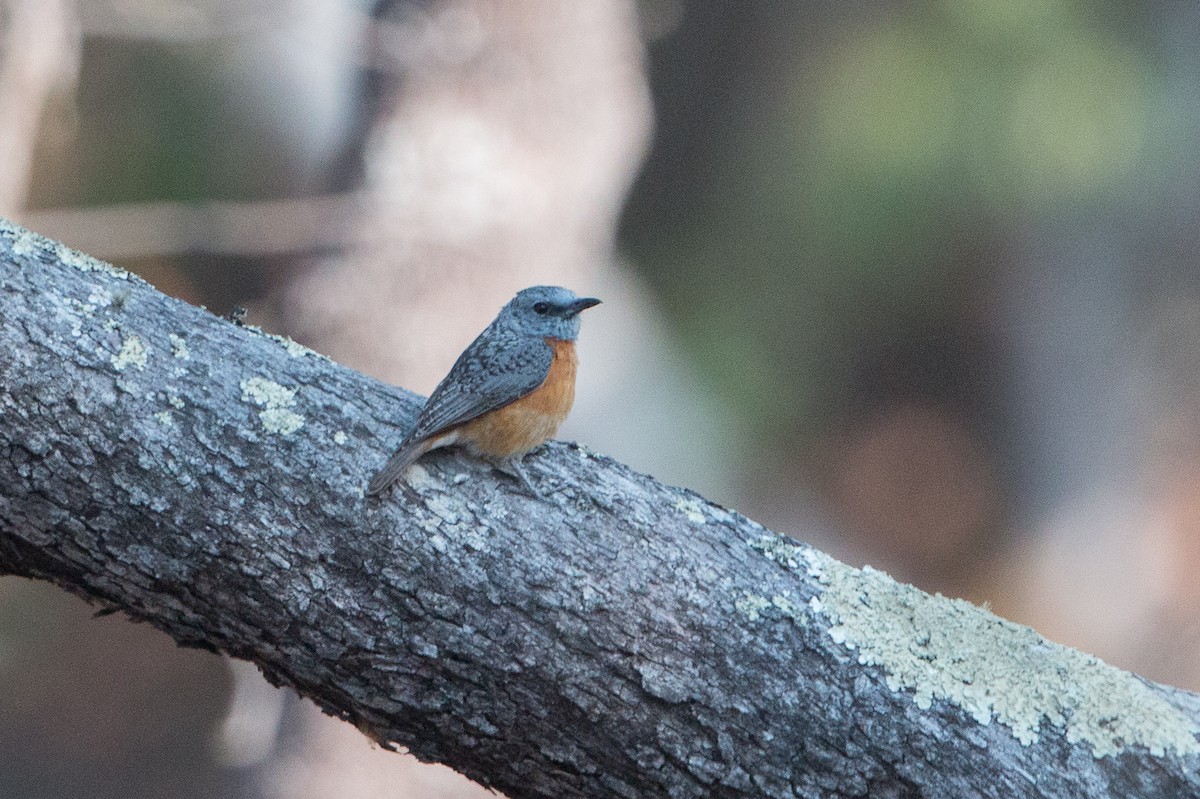 Miombo Rock-Thrush - ML641782501