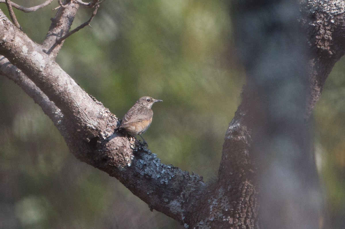 Miombo Rock-Thrush - ML641782502