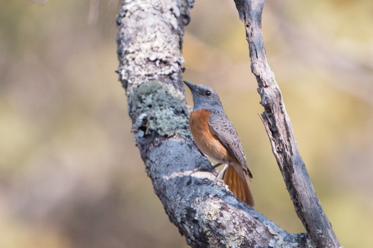 Miombo Rock-Thrush - ML641782503