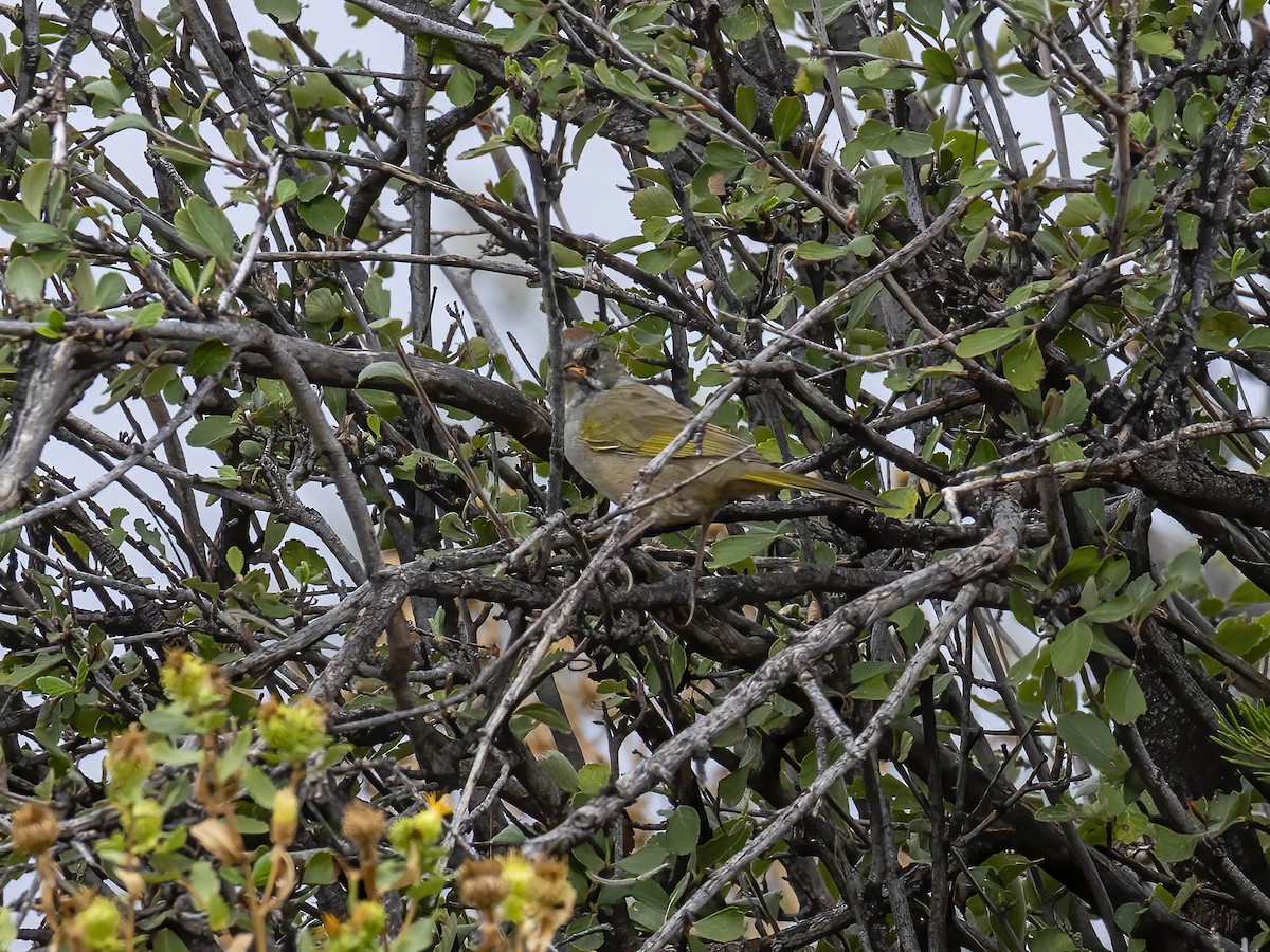 Green-tailed Towhee - ML641782508
