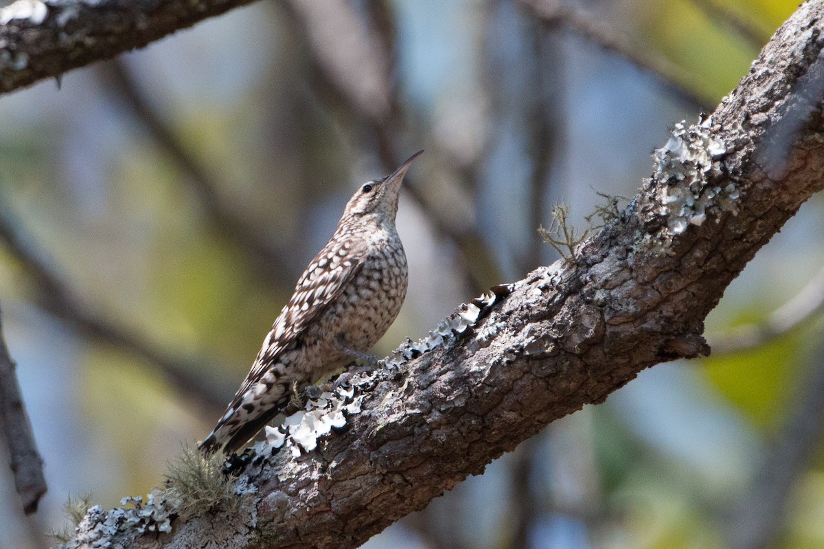 African Spotted Creeper - ML641782534