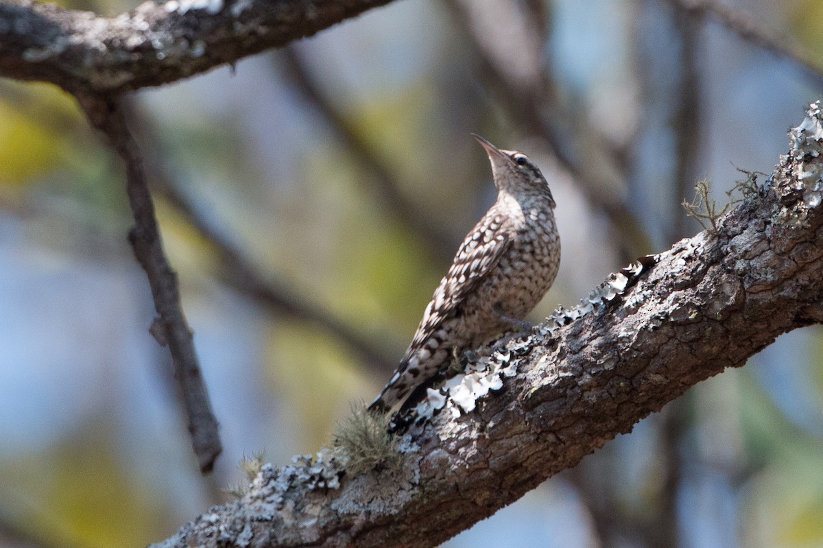 African Spotted Creeper - ML641782535