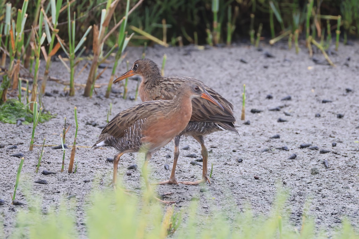 Ridgway's Rail - ML641782540