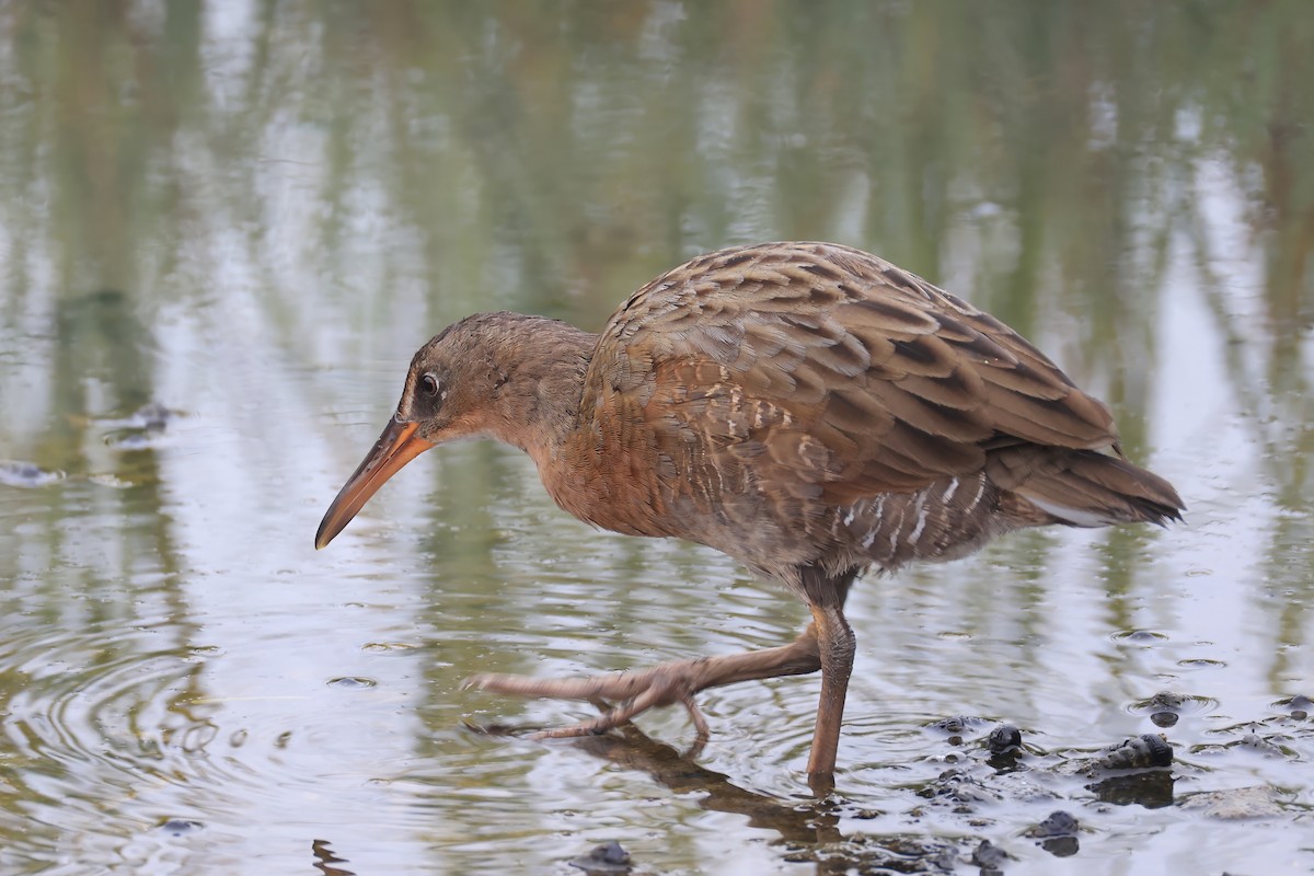 Ridgway's Rail - ML641782541