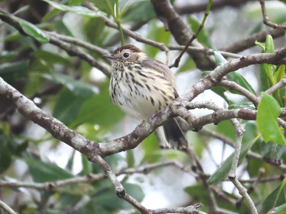 Çizgili Akantiz - ML641782546