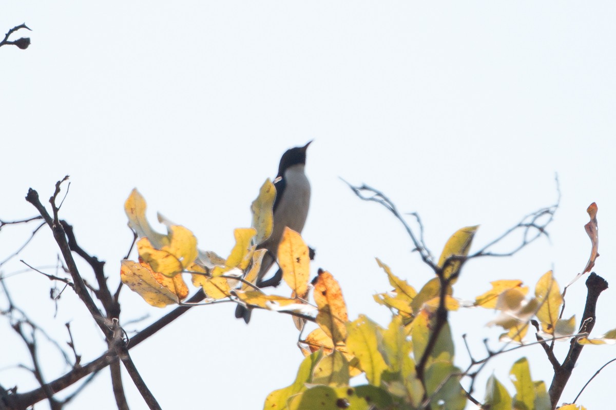 Suimanga Violeta - ML641782547