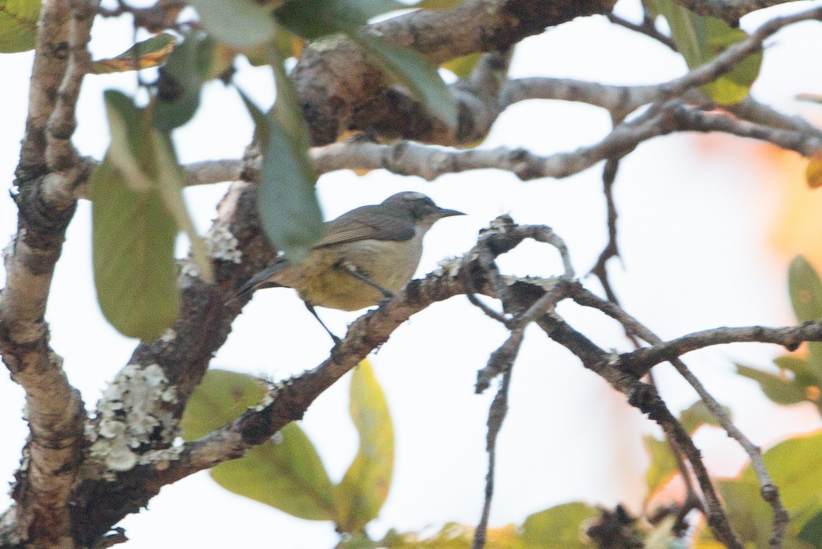 Suimanga Violeta - ML641782548