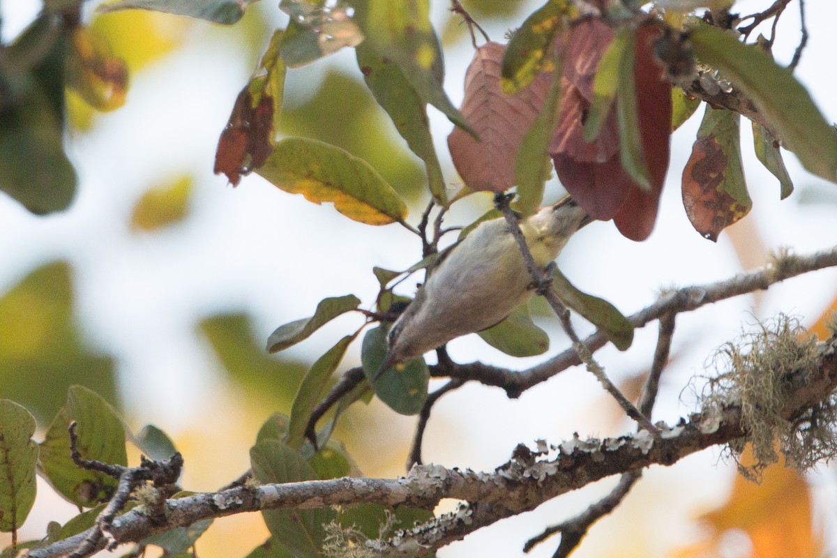 Suimanga Violeta - ML641782549