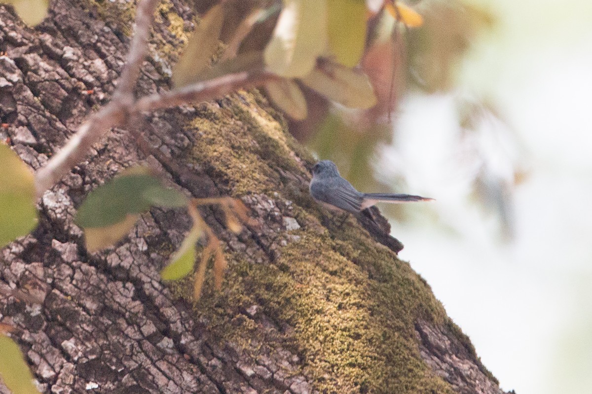 White-tailed Blue Flycatcher - ML641782552