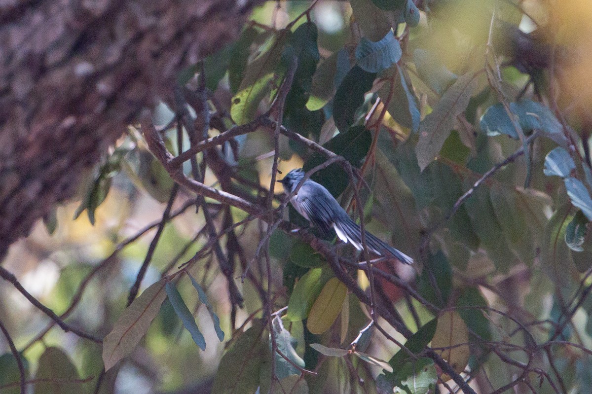 White-tailed Blue Flycatcher - ML641782553