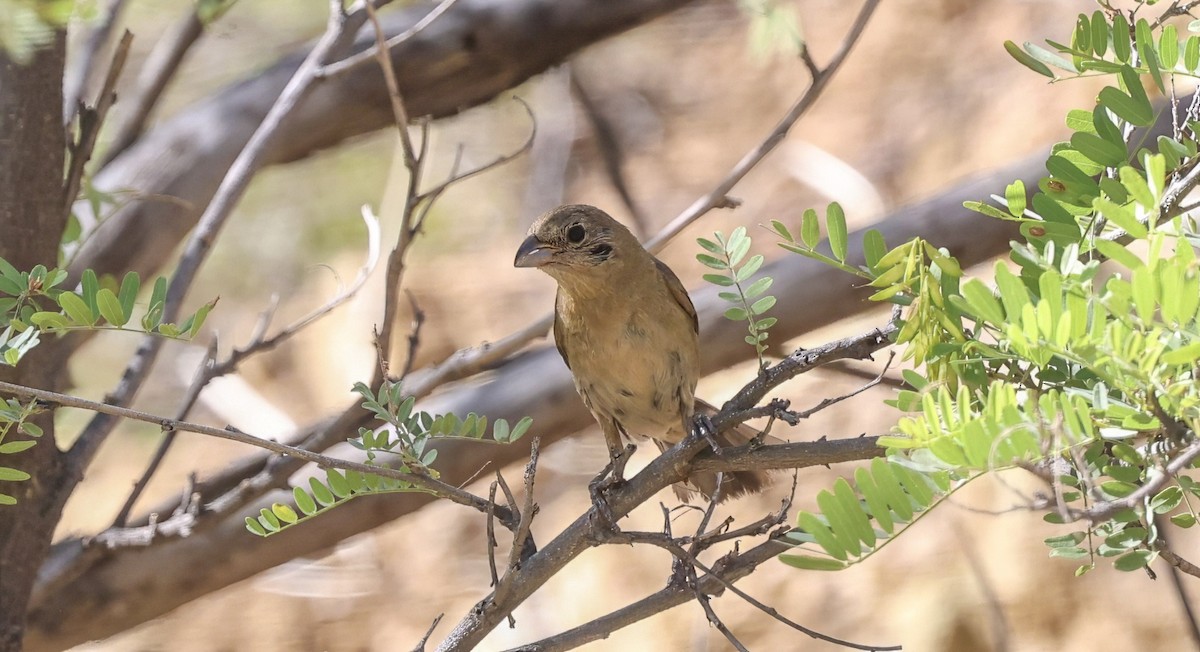 Varied Bunting - ML641782558
