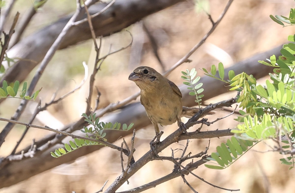 Varied Bunting - ML641782559