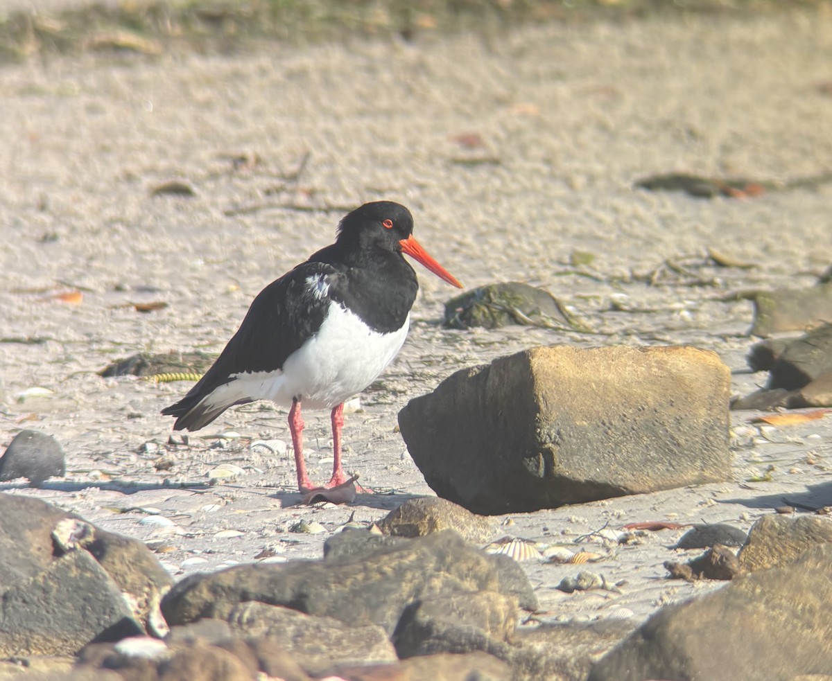 Pied Oystercatcher - ML641782582